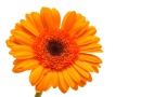 Blume mit weissem Hintergrund