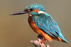  Complementary colours in this stunning kingfisher.